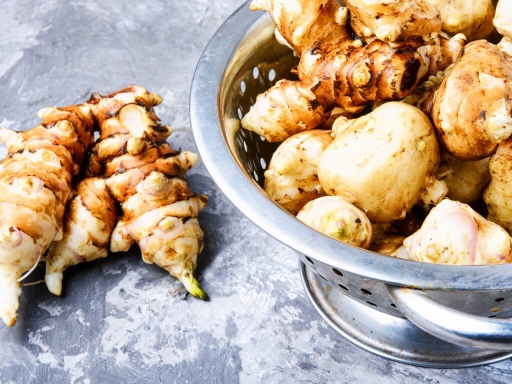 Fresh Jerusalem artichokes in a metal colander – a rich source of prebiotic fibre to support gut and hormone health in a perimenopause diet.